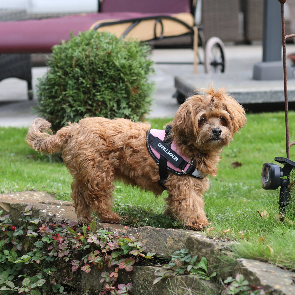 Kleiner brauner Hund mit rosa Geschirr auf einer Wiese vor einer Steinmauer mit Pflanzen.