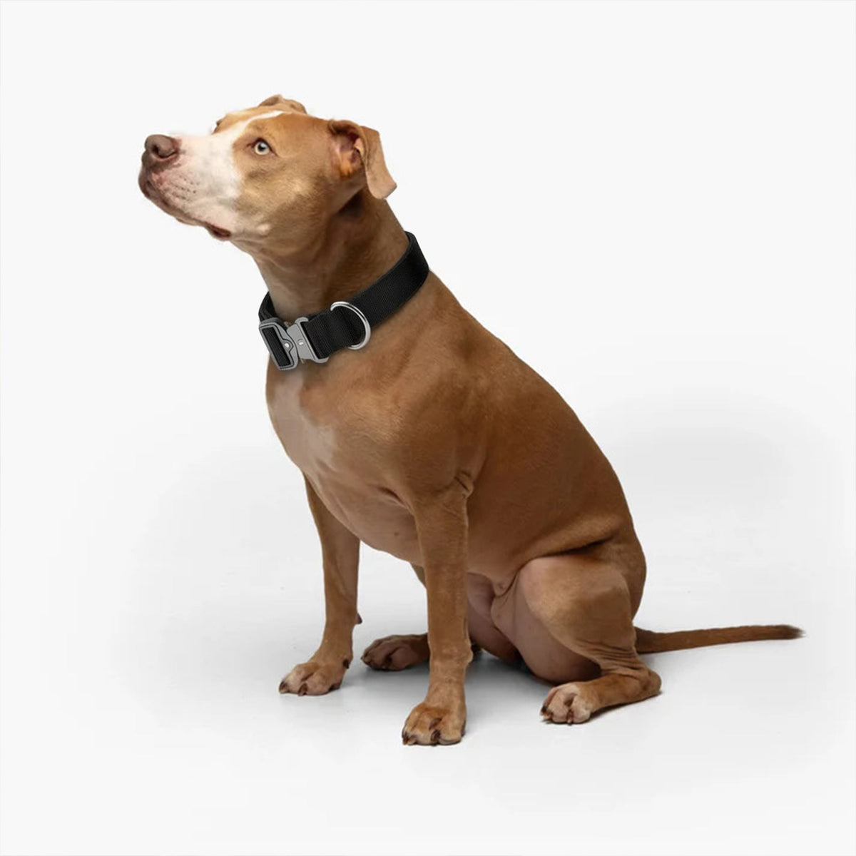 Taktisches Hundehalsband