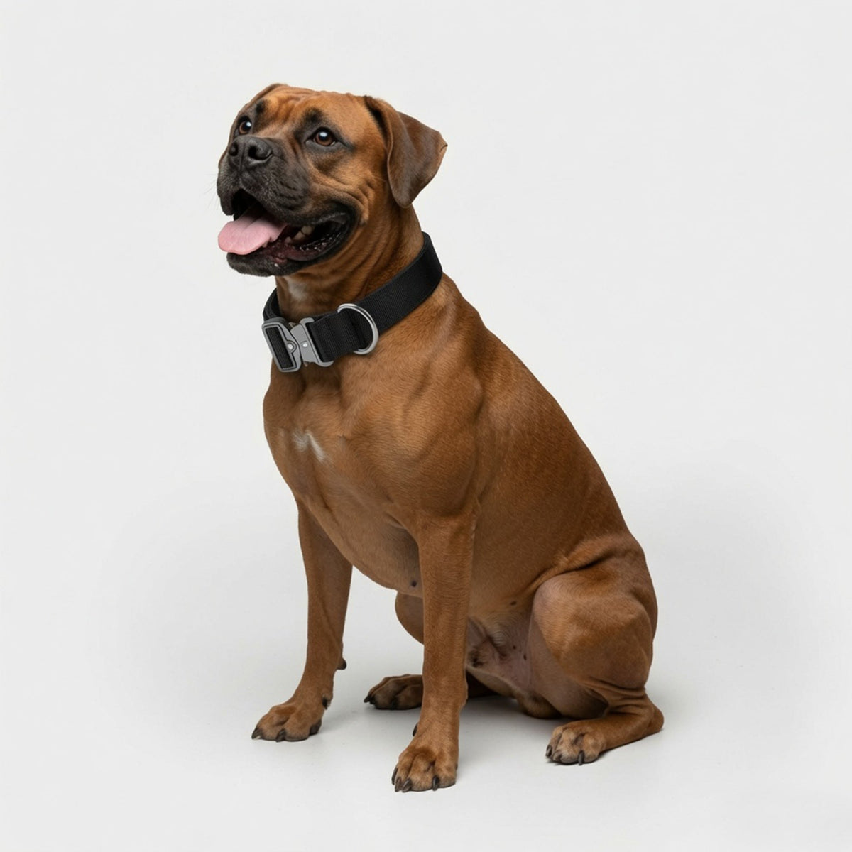 Taktisches Hundehalsband